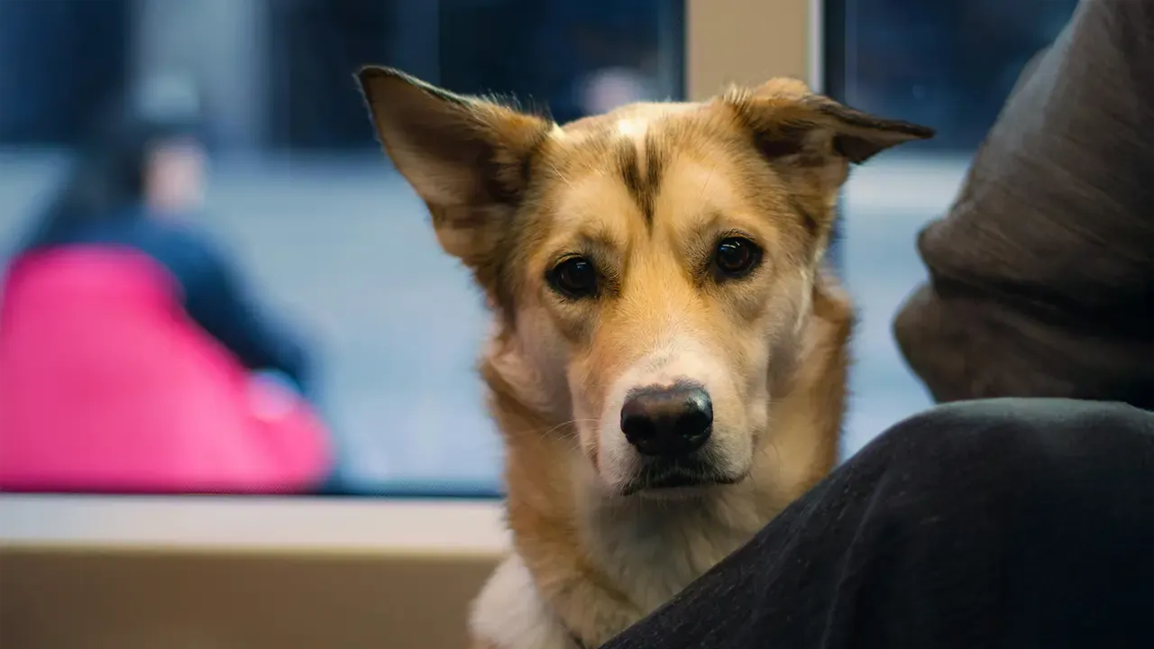 En la foto: Mascota, Perro