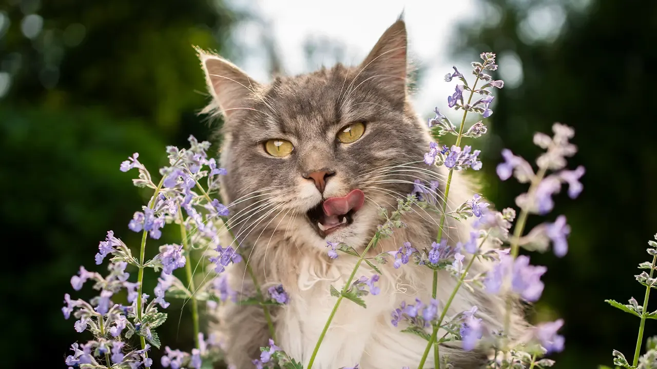 Gato