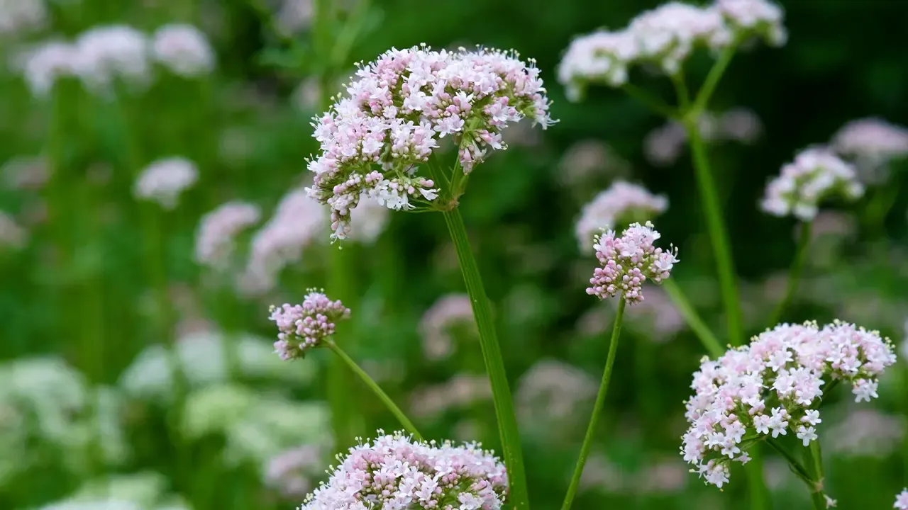 Planta de valeriana, reconocida por sus propiedades sedantes y relajantes