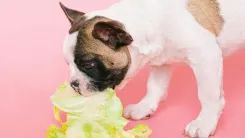En la foto: Perro comiendo lechuga