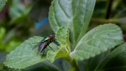 En la foto: Mosca sobre una planta
