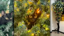 En la foto: Gato jugando con el árbol de navidad