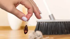 Cucarachas en casa
